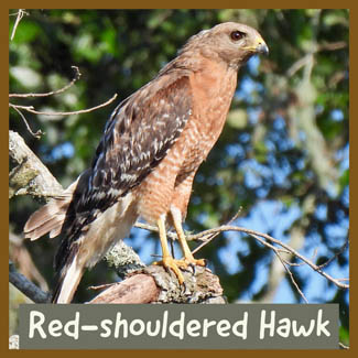 Red-shouldered Hawk
